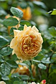 Rosa Golden Celebration