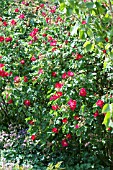 Rosa Scharlachglut in bloom in a garden