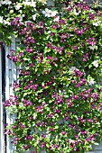 Rosa Violette in bloom in a garden