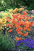 Orange Azalea in bloom in a garden