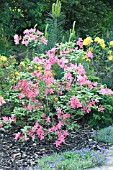 Pink Azalea in bloom in a garden