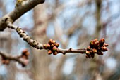 Cherry tree buds in March, Provence, France