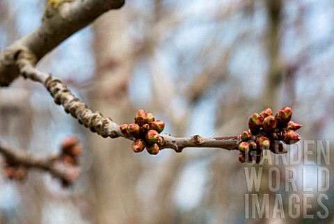 Cherry_tree_buds_in_March_Provence_France