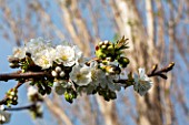 Branch of cherry tree in bloom, Provence, France