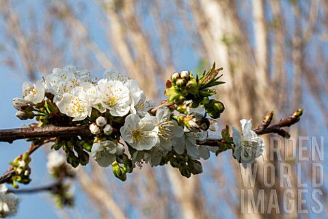 Branch_of_cherry_tree_in_bloom_Provence_France