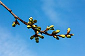 Cherry tree buds in early April, Provence, France