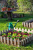 Lettuce in a square foot kitchen garden, Provence, France