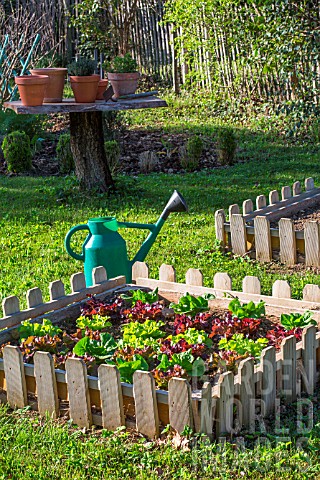 Lettuce_in_a_square_foot_kitchen_garden_Provence_France