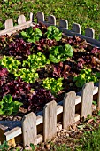 Lettuce in a square foot kitchen garden, Provence, France