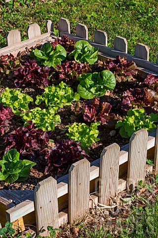 Lettuce_in_a_square_foot_kitchen_garden_Provence_France