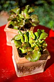 Lettuce in small pot, Provence, France