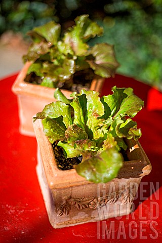 Lettuce_in_small_pot_Provence_France