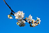 Branch of cherry tree in bloom, Provence, France