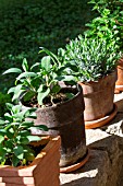 Herbs: sage, lavender and mint in pots, Provence, France