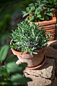 Lavandula in pot, Provence, France