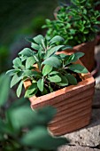 Salvia officinalis (Sage) in pot, Provence, France