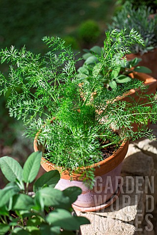 Foeniculum_officinalis_Fennel_in_pot_Provence_France