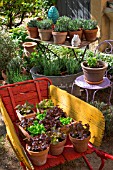 Various herbs and salad in pots, Provence, France