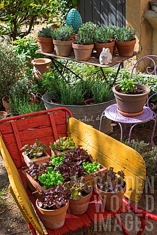 Various_herbs_and_salad_in_pots_Provence_France