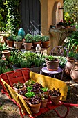 Various herbs and salad in pots, Provence, France