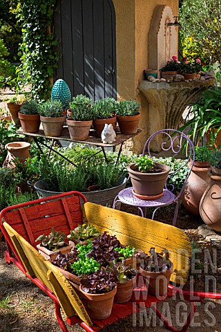 Various_herbs_and_salad_in_pots_Provence_France