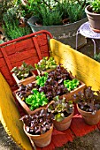Various salad in pots on a wheelbarrow, Provence, France