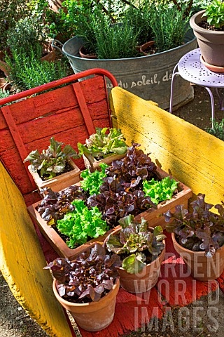 Various_salad_in_pots_on_a_wheelbarrow_Provence_France