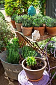 Various herbs in pots, Provence, France