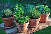 Herbs: Thymus, Lavandula and Mentha in pots, Provence, France
