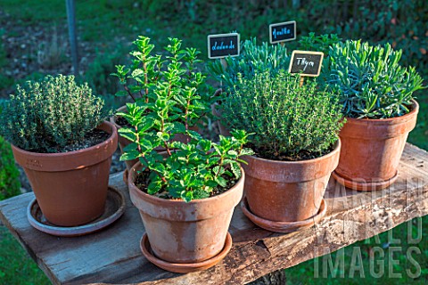 Herbs_Thymus_Lavandula_and_Mentha_in_pots_Provence_France