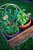 Mint and basil in pot on a chair, Provence, France