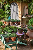 Various herbs in pots, Provence, France