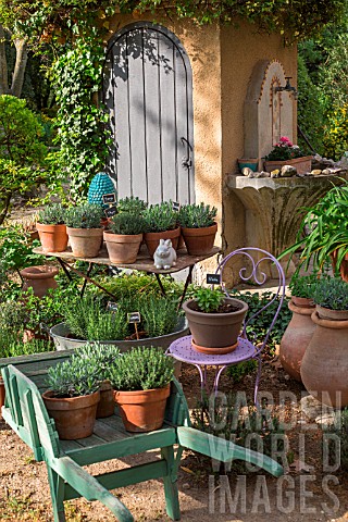 Various_herbs_in_pots_Provence_France