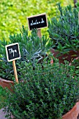Herbs: Thymus and Lavandula in pots, Provence, France