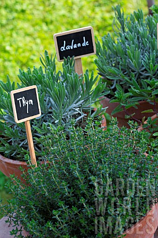 Herbs_Thymus_and_Lavandula_in_pots_Provence_France
