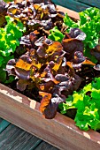 Planter with red and blonde oak leaf Lettuce (Lactuca quercina), Provence, France