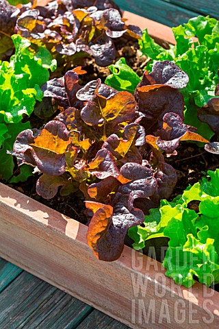 Planter_with_red_and_blonde_oak_leaf_Lettuce_Lactuca_quercina_Provence_France