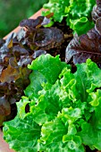 Red and blonde oak leaf Lettuce (Lactuca quercina), Provence, France