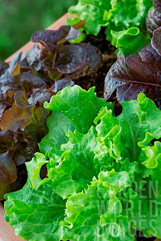 Red_and_blonde_oak_leaf_Lettuce_Lactuca_quercina_Provence_France