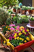 Pelargonium, Heuchera, Euryops, Dianthus and Gazania on a wheelbarrow, Provence, France