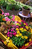 Pelargonium, Heuchera, Euryops, Dianthus and Gazania on a wheelbarrow, Provence, France