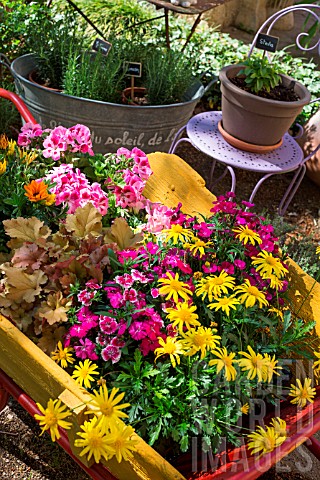 Pelargonium_Heuchera_Euryops_Dianthus_and_Gazania_on_a_wheelbarrow_Provence_France