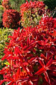 Photinia in April, Provence, France