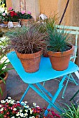 Festuca glauca and Carex comans Bronze, Frosted and Prairie Fire, Provence, France