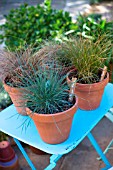 Festuca glauca and Carex comans Bronze, Frosted and Prairie Fire, Provence, France