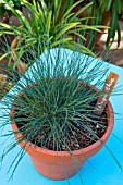 Festuca glauca grass in pot, Provence, France