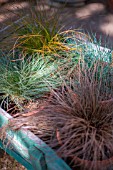 Festuca glauca and Carex comans Bronze, Frosted and Prairie Fire, Provence, France