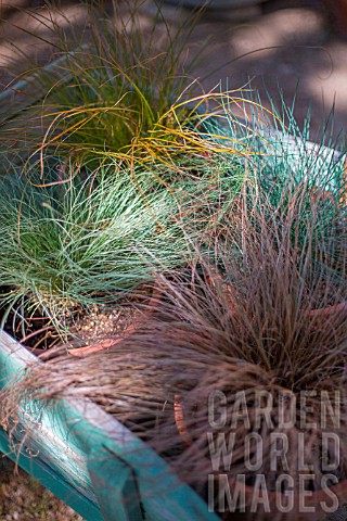 Festuca_glauca_and_Carex_comans_Bronze_Frosted_and_Prairie_Fire_Provence_France