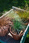 Festuca glauca and Carex comans Bronze, Frosted and Prairie Fire, Provence, France