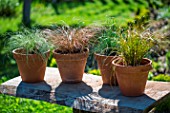 Festuca glauca and Carex comans Bronze, Frosted and Prairie Fire, Provence, France